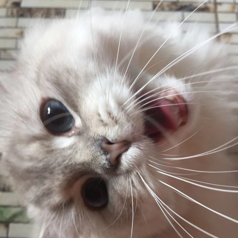 阿猫的博客 的头像